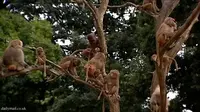 [VIDEO] Kera Baboon di Belanda Histeris dan Bertingkah Aneh