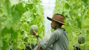Disebut super, melon di kebun Mayangsari dibudidayakan dengan cara hidroponik. Menggandeng petani anak muda sekitar, satu pohon hanya menghasilkan satu buah melon. (Liputan6.com/IG/@kardasiafarm)