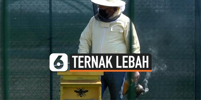 VIDEO: Kota Desainer Milan, Ternak Sarang Lebah Lebih dari 1 Juta Lebah