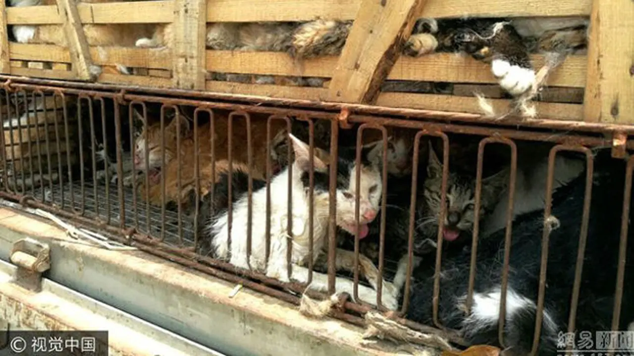 Polisi Selamatkan 500 Kucing  yang Tengah Diantar ke Restoran