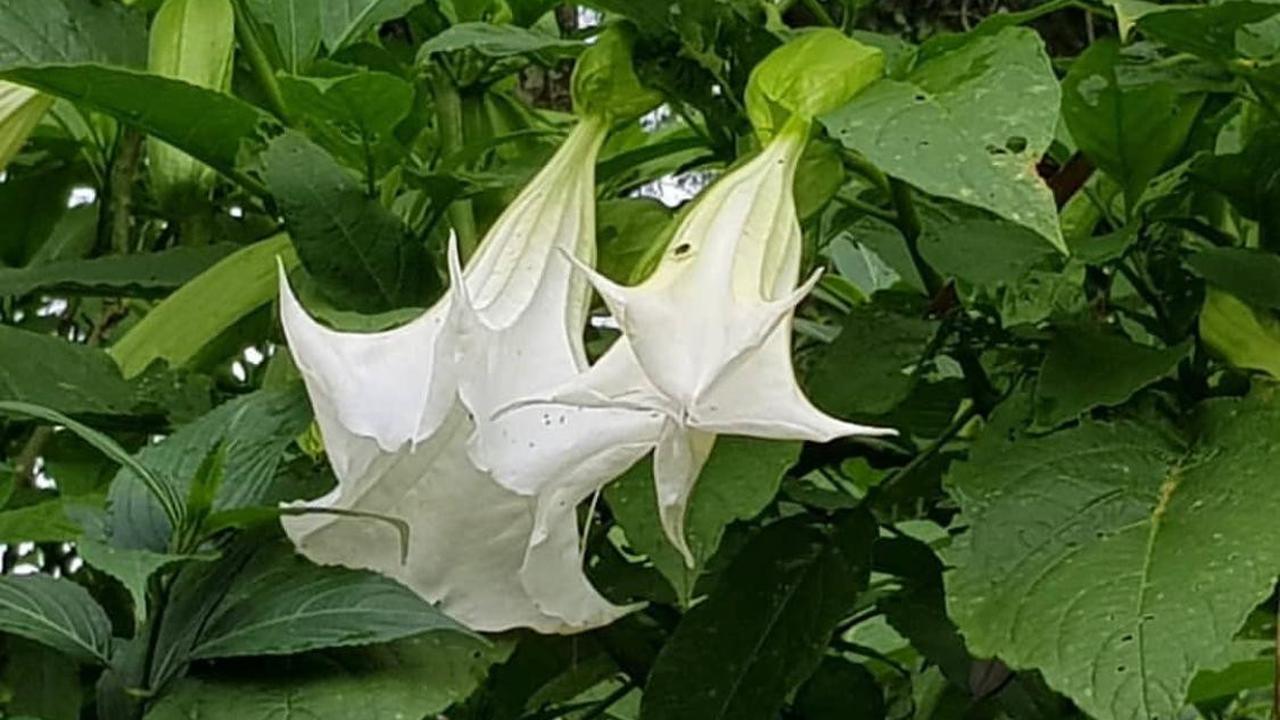 Daun Kecubung digunakan sebagai obat asma