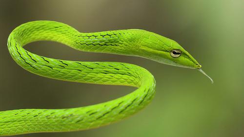 Ular Pucuk (Ahaetulla prasina) (Wikimedia Commons)