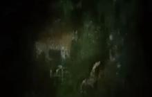 Waspada, Video Viral Harimau Sumatra Muncul Dekat Kebun Warga Lebong: Apa Kata BKSDA?
