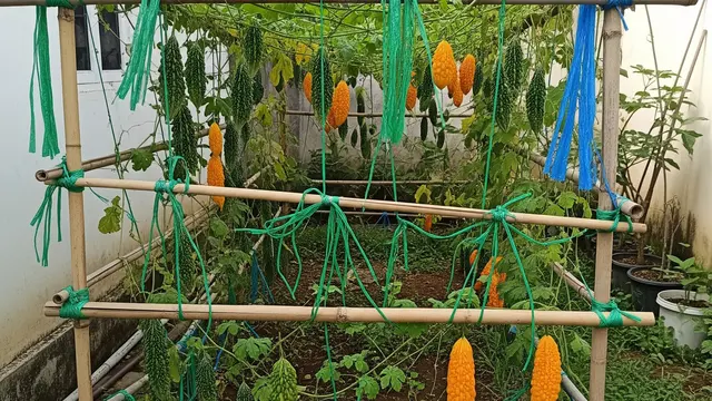Cara Membuat Rambatan Pare dari Bambu Bekas dan Rafia, Panen Optimal