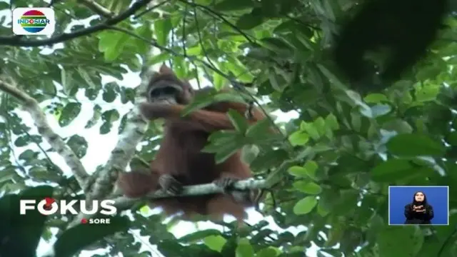 Gemasnya Kehidupan Orang Utan di Prevab Mentoko Kutai
