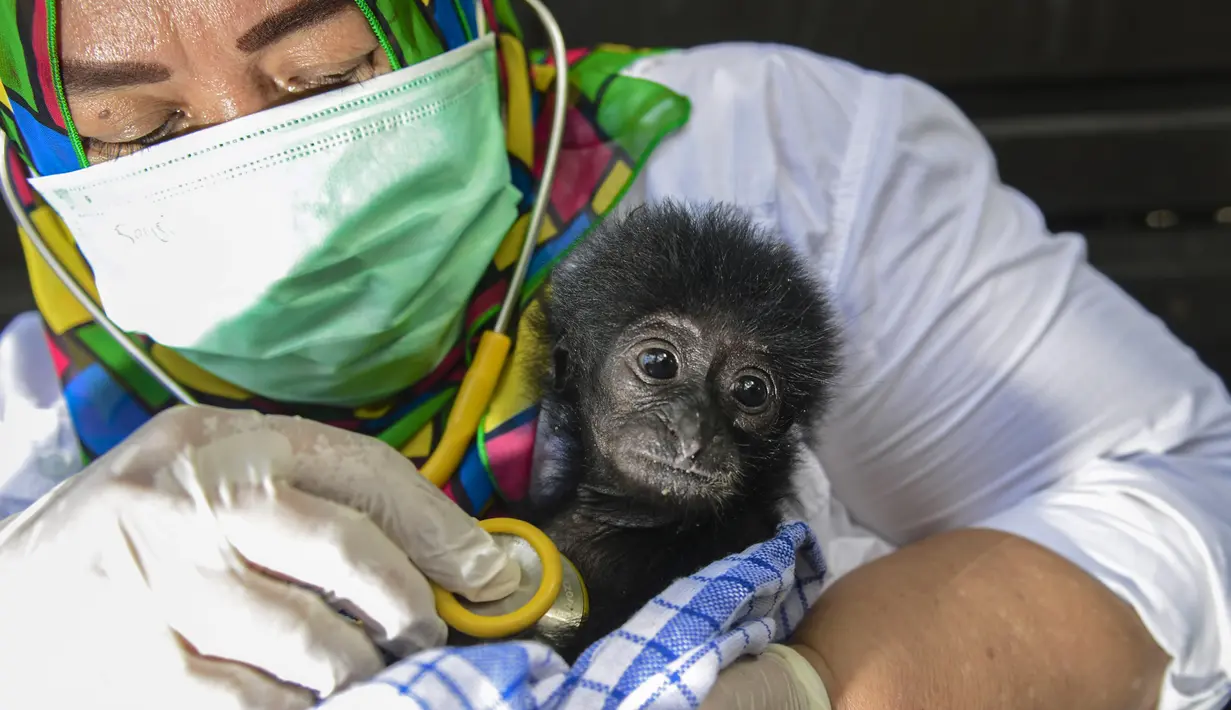 Dokter hewan memeriksa kondisi kesehatan bayi siamang (Symphalangus syndactylus) di kandang rehabilitasi BKSDA, Banda Aceh, Aceh, Kamis (13/9). Sejak 2014 BKSDA Aceh telah merawat lima bayi siamang yang diduga akan diperdagangkan (AFP/CHAIDEER MAHYUDDIN)
