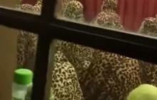 Heboh, Emak-emak Kompak Pakai Mukena Motif Macan Tutul Saat Salat Tarawih