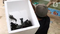 Petani membawa lobster air tawar siap jual di tempat pembudidayaan BFC Mini Farm, Ciputat, Tangerang Selatan, Banten, Kamis (10/12/2020). Lobster air tawar asal Australia tersebut dijual Rp 60 ribu-Rp 500 ribu untuk memenuhi permintaan rumah makan dalam negeri. (Liputan6.com/Angga Yuniar)