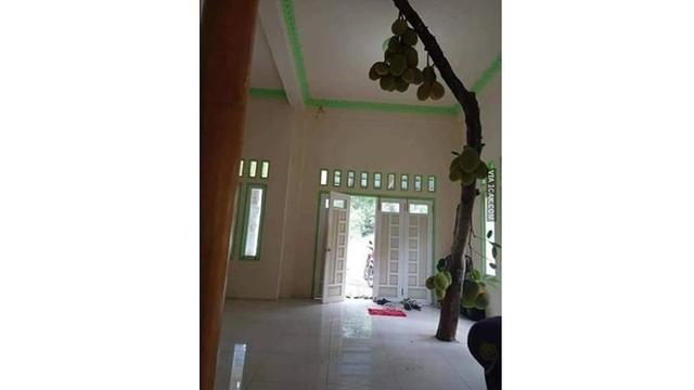 6 Potret Tanaman Tumbuh di Tempat Tak Biasa Ini Nyeleneh Banget