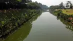 Kondisi Kanal Banjir Timur (KBT) di kawasan Duren Sawit, Jakarta, Kamis (24/8/2023). Musim kemarau yang melanda wilayah DKI Jakarta membuat debit air di KBT surut. (Liputan6.com/Herman Zakharia)
