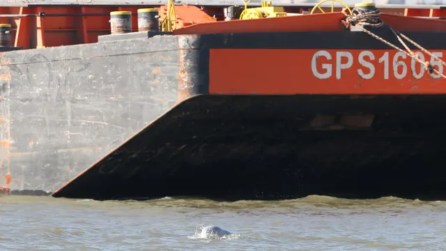 Paus Putih di Sungai Thames