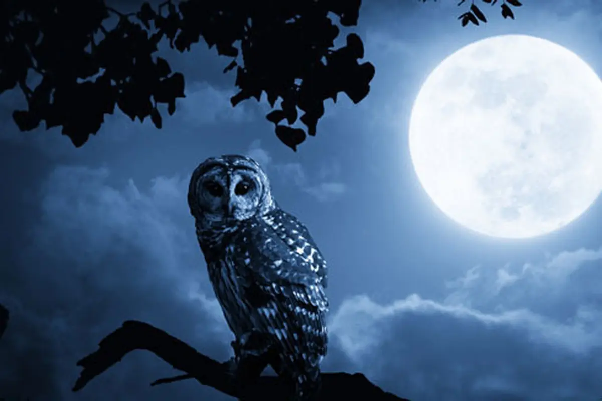 Foto: shutterstock