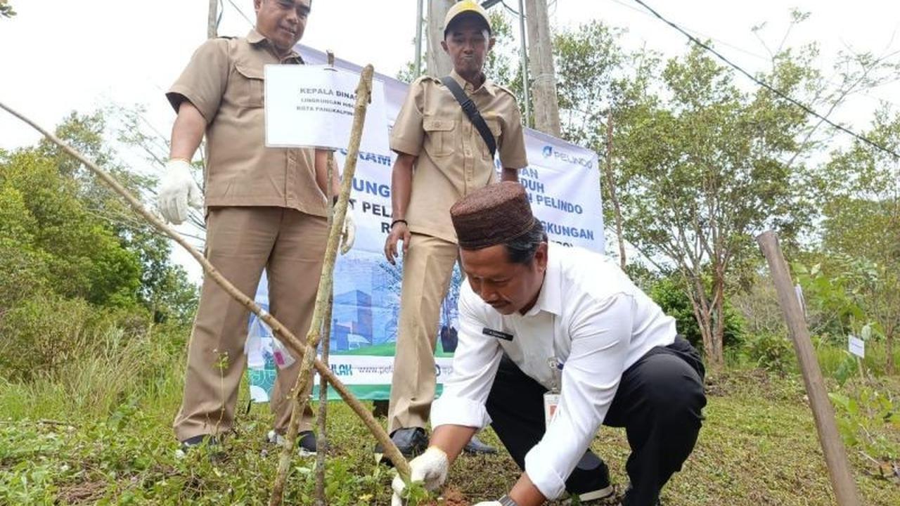 Manggis Klabang, Si Langka dari Bangka Belitung: Sampel Dikirim ke BRIN untuk Penelitian Penyelamatan Spesies Terancam Punah