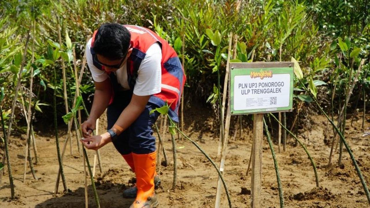 Tahukah Anda 100 Mangrove Bisa Serap 121,7 Kg CO2? PLN Tanam Mangrove di Trenggalek Dukung NZE
