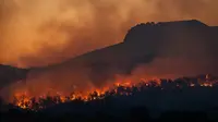 Ilustrasi kebakaran hutan akibat perubahan iklim (Unsplash/Matt Palmer)