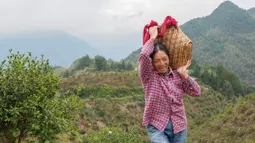 Seorang penduduk desa memikul buah kamelia minyak teh yang baru dipetik di basis penanaman di Hongxing, Wilayah Otonom Etnis She Jingning di Lishui, Provinsi Zhejiang, China timur, pada 18 Oktober 2020. (Xinhua/Li Suren)