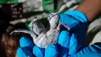 Bayi Penyu dengan dua kepala ditunjukkan petugas Scuba Junkie S.E.A.S di Mabul Turtle Hatchery, Malaysia (18/7/2019). Seekor bayi penyu berkepala dua ditemukan di sarang tetas di Malaysia, penyu tersebut selamat hanya dalam hitungan hari kata kelompok satwa liar. (AFP Photo/Scuba Junkie S.E.A.S)