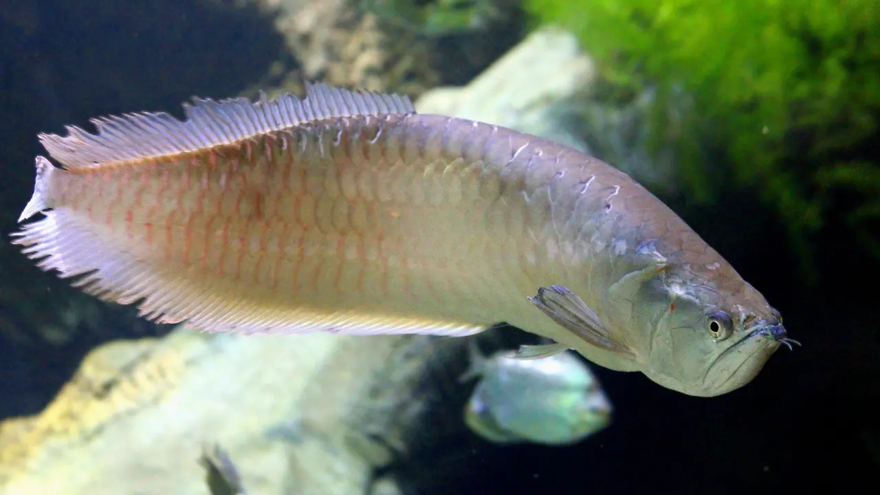 Ikan Arwana (Sumber: Pixabay)