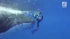 Nan Hauser terkejut ketika seekor ikan paus mendorong dirinya guna terhindar dari serangan ikan hiu.