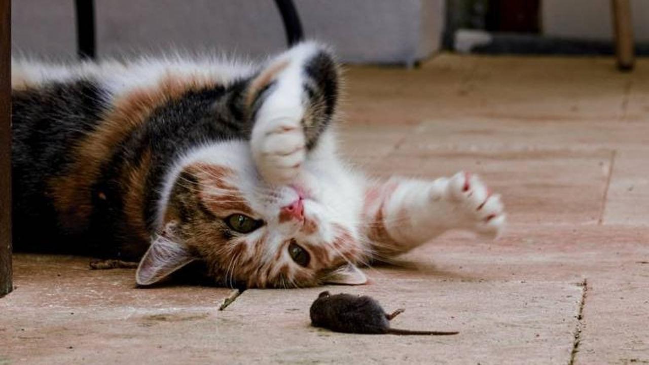 Nama Kucing Lucu <br>