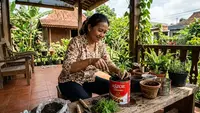 5 Cara Menanam Kenikir di Toples Bekas Astor, Solusi Praktis Lahan Sempit