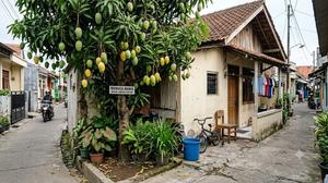 8 Pohon Depan Rumah yang Dipercaya Membawa Suasana Nyaman dan Teduh, Asri Banget