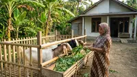 Usaha Ternak Kambing Kecil untuk Ibu Rumah Tangga, Bisa Dimulai Tanpa Ngarit