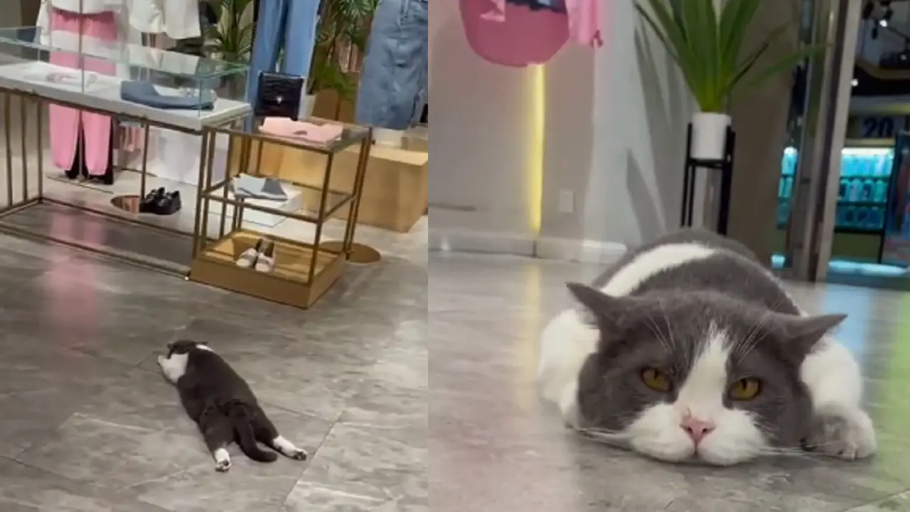 Aksi Kucing Rebahan di Butik Bikin Gemas, Warganet: Nunggu Pacar Belanja