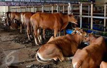 Pria Lulusan SD Nekat Jadi Peternak Sapi, Tak Disangka Raup Untung Rp1 Miliar per Bulan