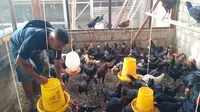 Rofin Muda peternak ayam kampung sedang memberi makan ribuan ekor ayam miliknya. (Liputan6.com/Dionisius Wilibardus)