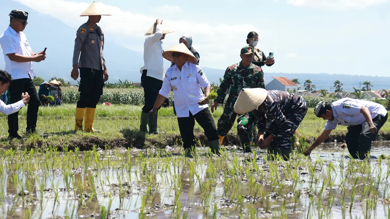 Pemerintah Banyuwangi lakukan tanam padi serantak bersama presiden Prabowo (Istimewa)