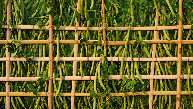 Inspirasi Kebun Kacang Panjang Rambat di Pagar Bambu (AI)