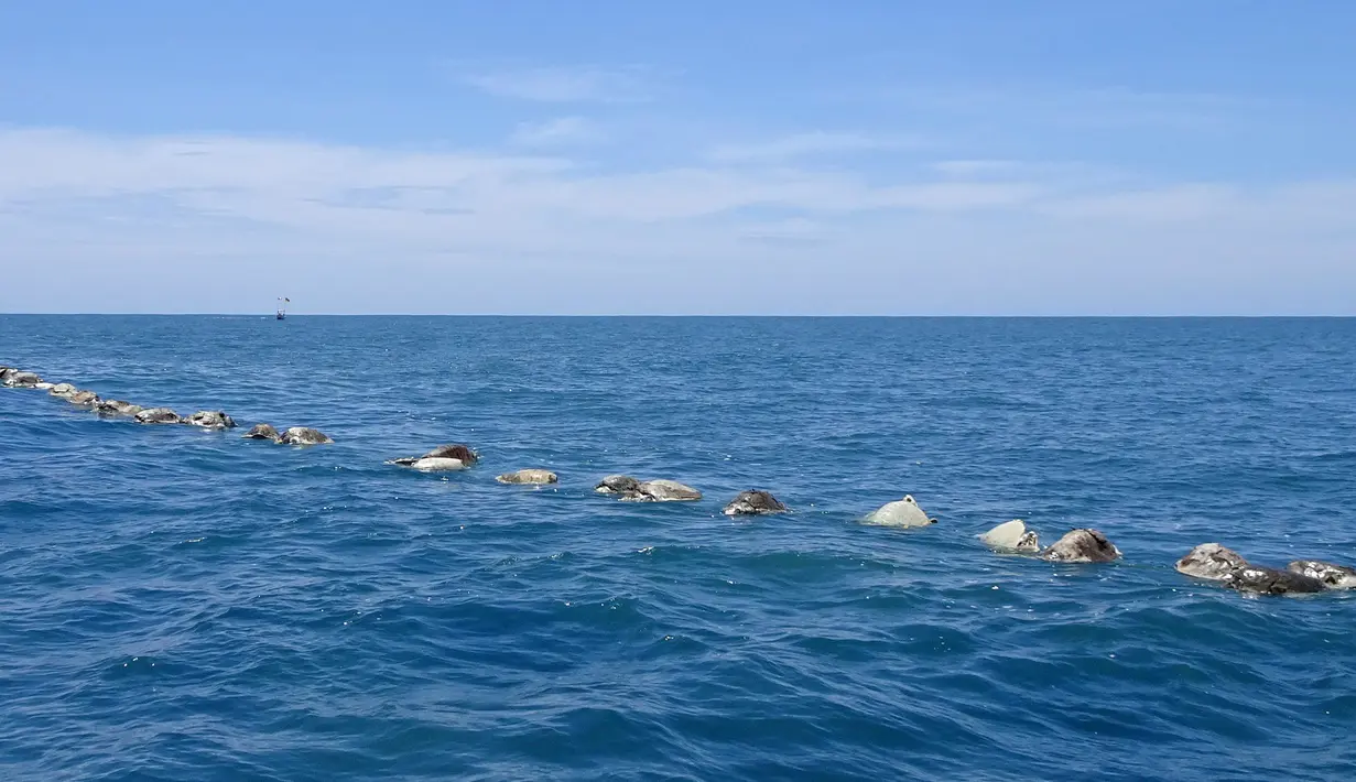 Bangkai penyu laut yang mati di parairan dekat Puerto Escondido, Meksiko, (28/8). Kantor perlindungan lingkungan mengatakan sekitar 300 penyu laut telah mati terjebak di dalam jaring ikan ilegal yang terlantar. (AP Photo/Jose Ignacio Santiago Martinez)