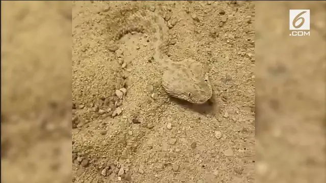 Ular pivna dikenal sebagai reptil paling berbisa di India. Binatang ini juga gemar menyamar sambil bergoyang dan menyerupai pasir.