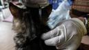 Dokter hewan dari Dinas Ketahanan Pangan dan Pertanian menyuntikkan vaksin rabies pada seekor kucing di Jakarta, Rabu (27/10/2021). Vaksin rabies untuk hewan peliharaan warga ini merupakan program Pemda untuk menjadikan kota Jakarta menjadi ramah hewan atau tanpa rabies. (Liputan6.com/JohanTallo)