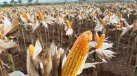 Kementan Tindak Tegas Pihak yang Selewengkan Benih Jagung