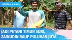 Beralih profesi dari kuli bangunan jadi petani timun suri, pria bernama Zainudin ini tak menyesal. Lewat keuletan dan pantang menyerahnya, kini Zainudin bisa raup omzet hingga Rp 20 juta dari bertani timun suri.