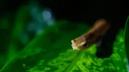 cSeekor salamander Mombacho berjalan di atas daun di Mombacho Volcano Natural Reserve di Granada, Nikaragua (18/3). Pemerhati lingkungan berusaha melestarikan salamander Mombacho yang terancam punah akibat perubahan iklim. (AFP/Inti Ocon)