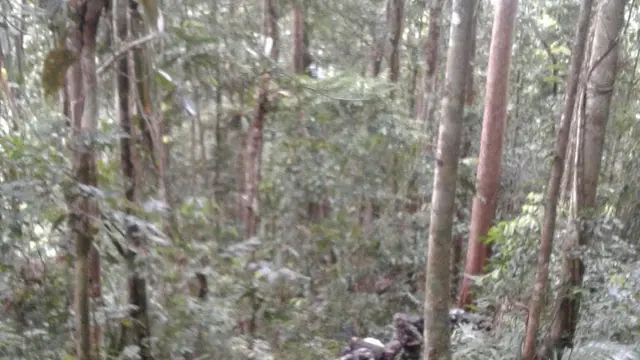 Papua