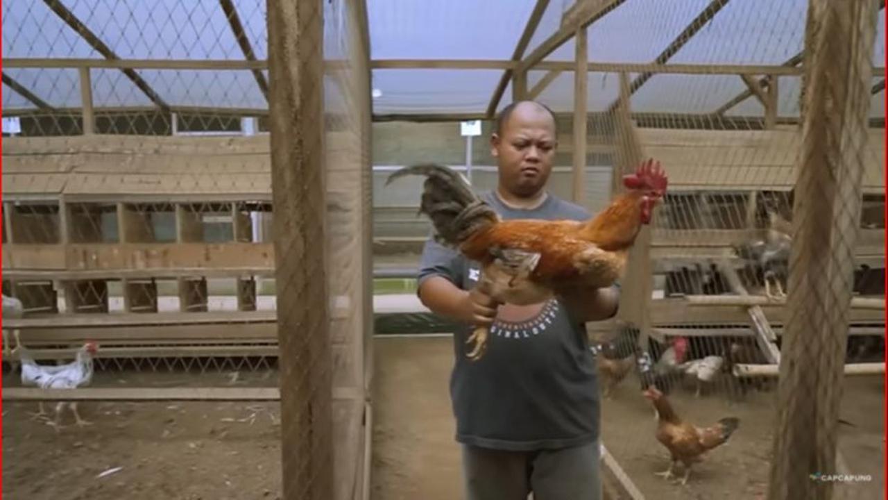Pria Sleman Ini Sukses Ternak Ayam KUB, Ini Kisah Inspiratif di Baliknya