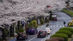 Orang-orang berjalan di bawah kanopi bunga sakura di Tokyo, Jepang, Minggu (27/3/2022). (AP Photo/Kiichiro Sato)