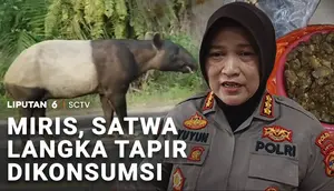 Jadi Sorotan! Tapir, Satwa Langka Namun Diburu dan Dimasak Warga
