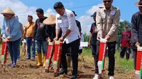 Dukung Ketahanan Nasional, Kementan dan Gempita Genjot Penanaman Jagung di Subang/Istimewa.