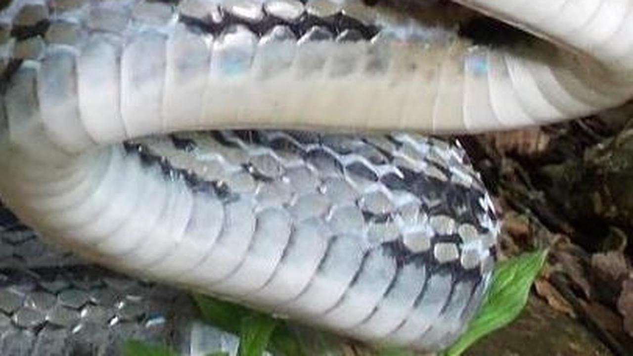 <b>3. Ular Lanang Sapi (Coelognathus Radiatus)</b>