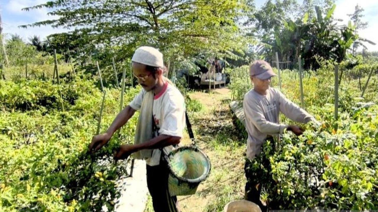 Cara Menanam Cabe: Panduan Lengkap Budidaya Cabai yang Sukses