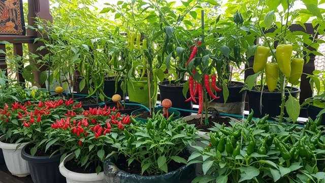 Pot Vertikal Bertingkat