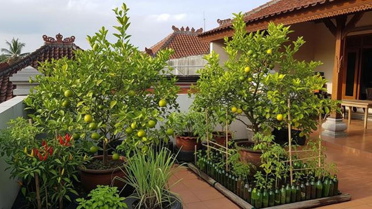 7 Ide Kebun Jeruk Nipis Ekonomis di Teras Rumah, Cocok untuk Stok Dapur Sehari-Hari
