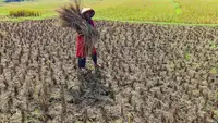 Puluhan Hektar Sawah di Jonggol Gagal Panen Akibat Wereng dan Kekeringan