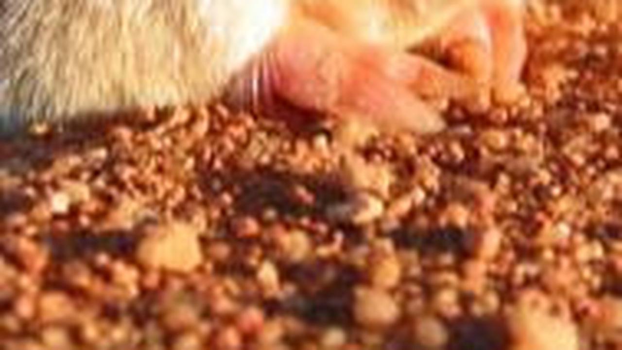 1. Golden Mole<br>