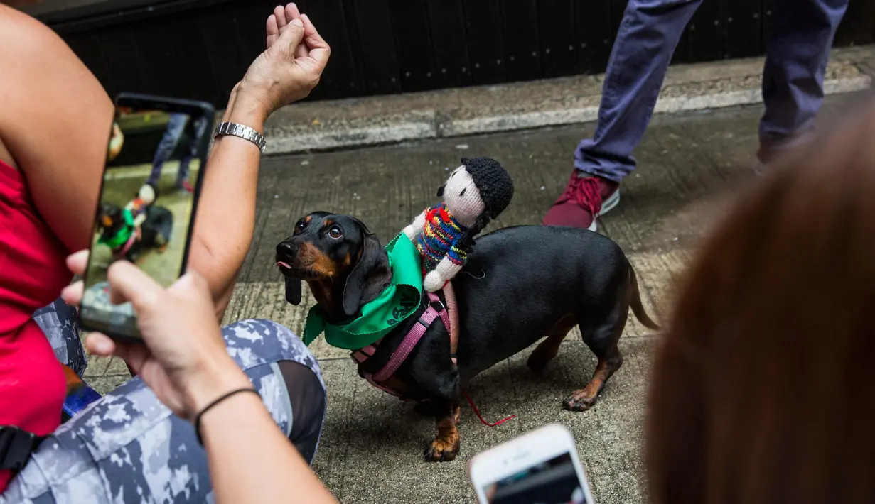 Seekor anjing berpose saat mengikuti "HK Doggie Dash 2018" di Hong Kong (15/4). Puluhan anjing pugs dan dachshund memberi keterampilan berlari dengan penuh semangat di perlombaan tersebut. (AFP Photo/Isaac Lawrence)